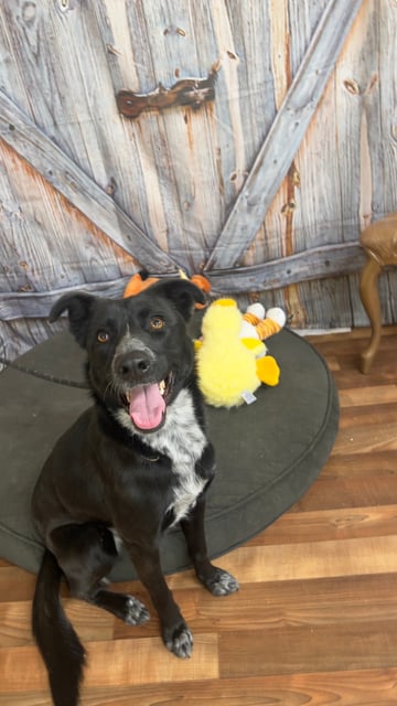 Tilly | Collie | Dog  