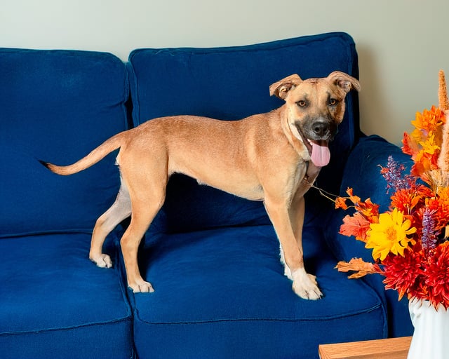 Katie | Shepherd | Dog