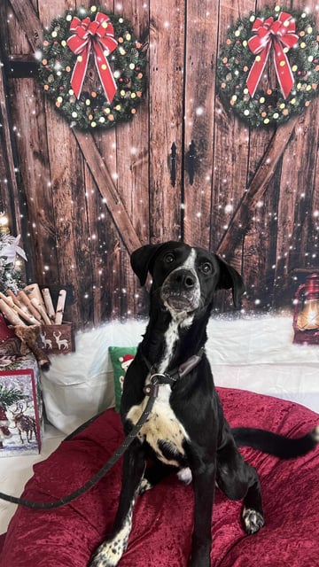 Jack | Great Pyrenees | Dog  