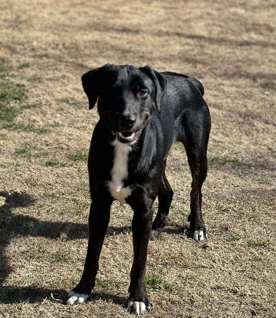 Lightning | Labrador Retriever | Dog  