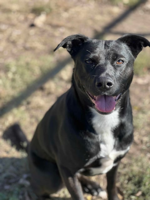 Sonja | Labrador Retriever | Dog  