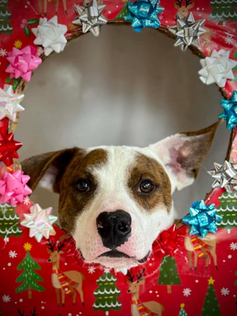 Romeo | Pit Bull | Dog