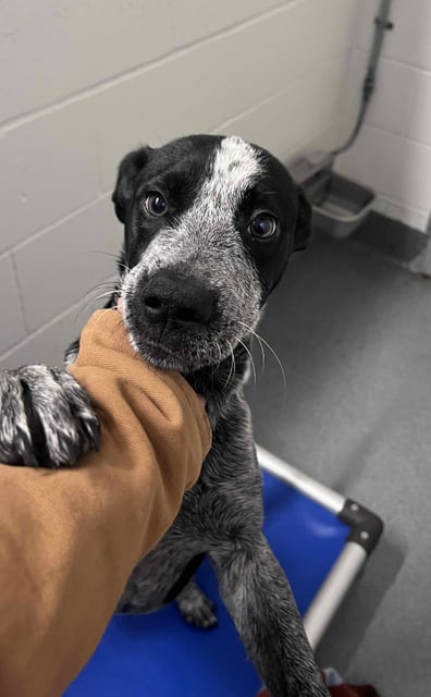 ROLLO, a Australian Cattle Dog