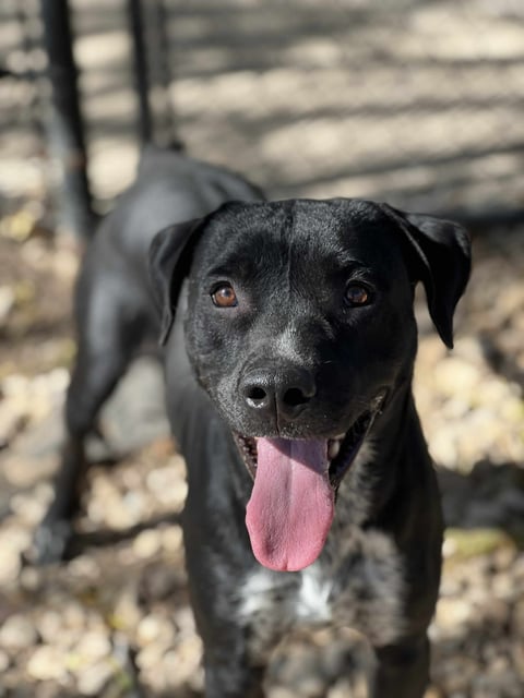 Dawson | Labrador Retriever | Dog  