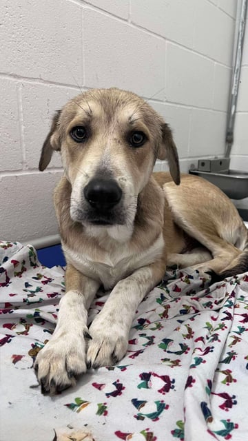 James | Great Pyrenees | Dog