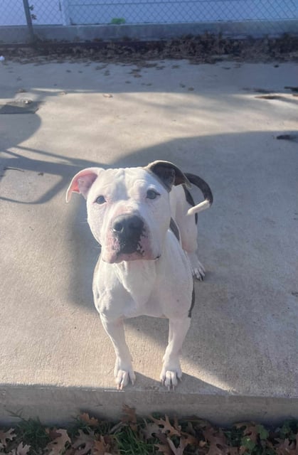 Little Kim | Pit Bull | Dog  