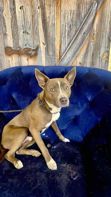 Frankie | Pit Bull | Dog  