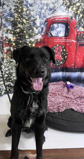 Steve | Shepherd | Dog