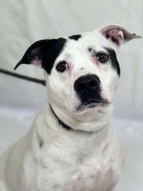 Baylor | Pit Bull | Dog