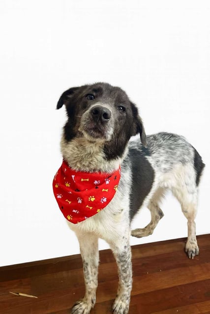 Biscuit | Border Collie | Dog  