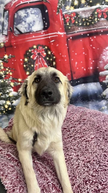 Bonzo | Shepherd | Dog