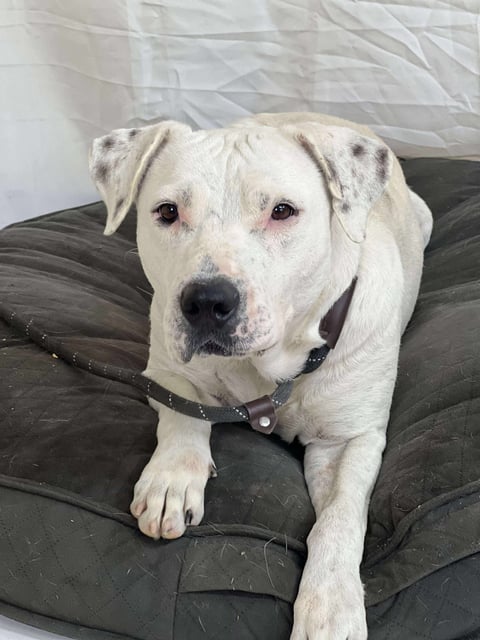 Alice | Pit Bull | Dog