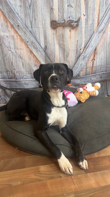 Darrell | Pit Bull | Dog  