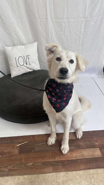 Tina | Great Pyrenees | Dog