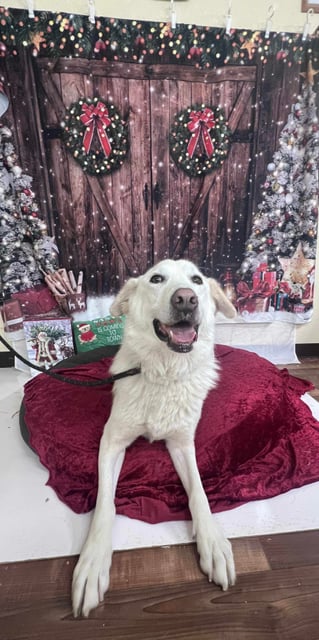 Daisy | Great Pyrenees | Dog