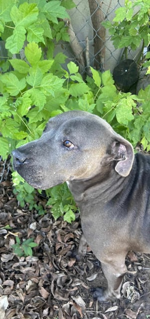 Paisley | Pit Bull | Dog