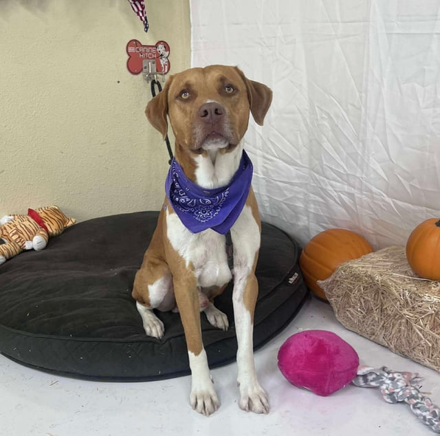 Thunder | Pit Bull | Dog  