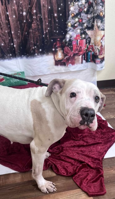 Peaches | Pit Bull | Dog