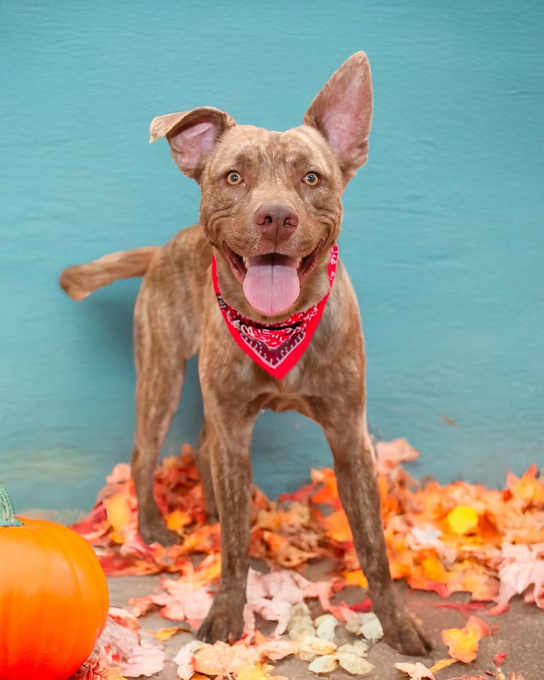 Trace | Pit Bull | Dog