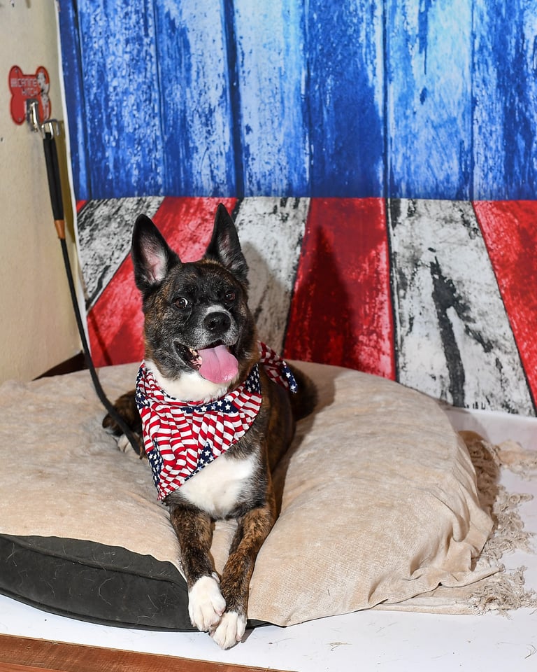 Boomer | Pit Bull | Dog