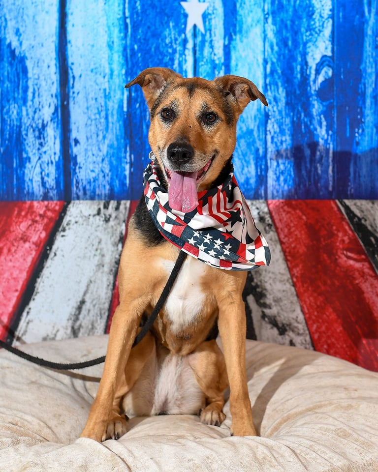 Oak | German Shepherd | Dog