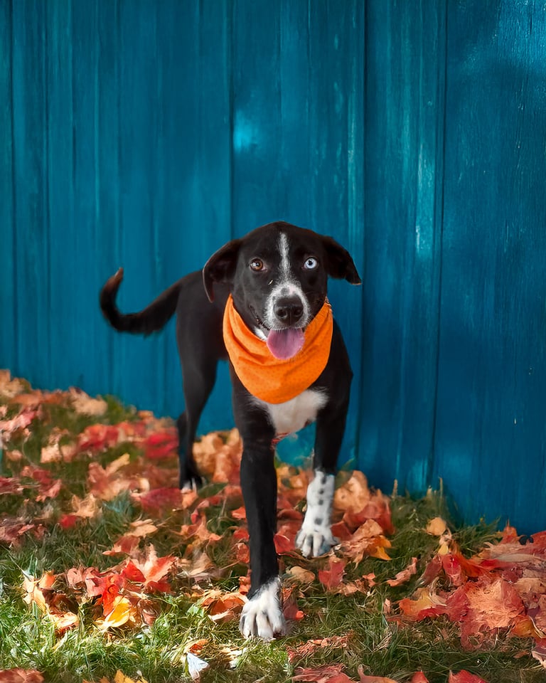 Deidra | Husky | Dog  