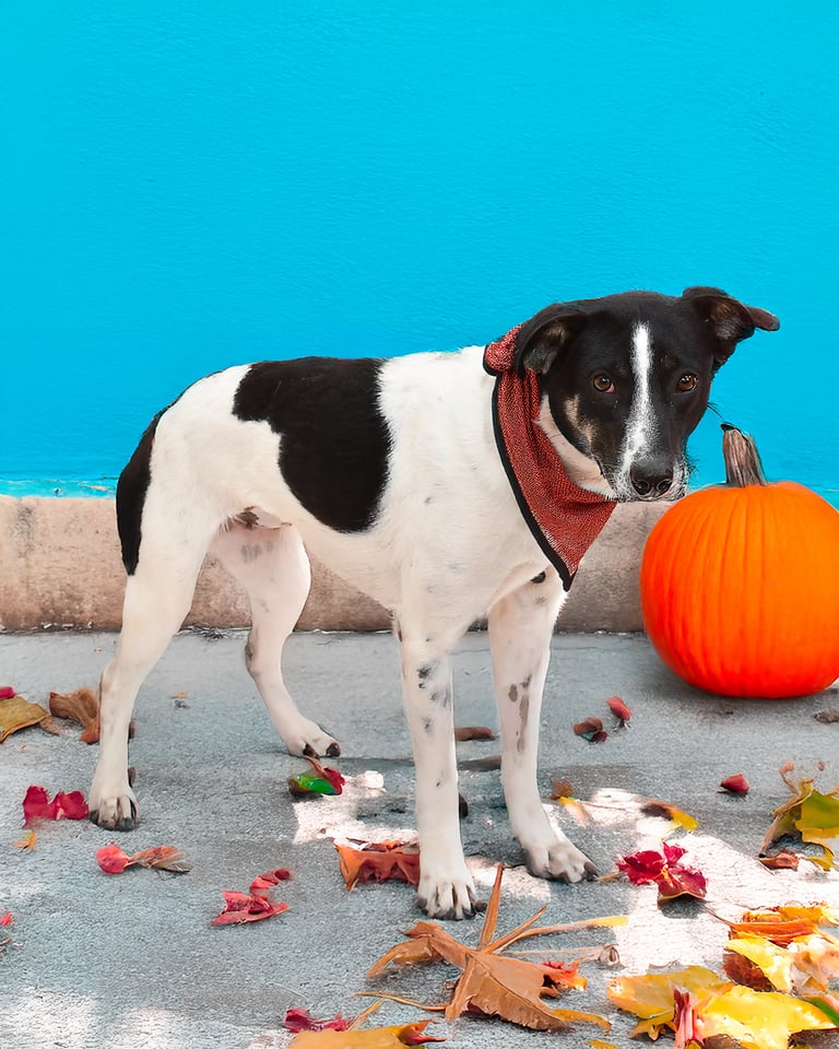 Mira | Australian Cattle Dog | Dog