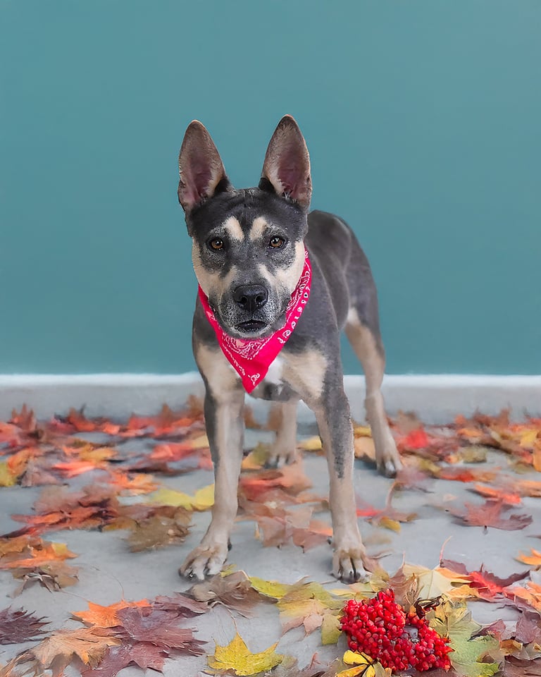 Keiki | Pit Bull | Dog